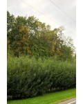 Ива пурпуреа | Salix purpurea | Верба пурпуреа